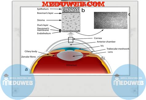 Corneal Endothelium Clinical Notes Meduweb