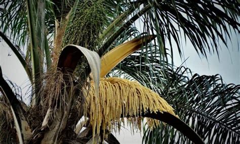 Types Of Palm Trees In Florida