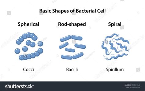 7+ Cocci Bacteria Examples: Detailed Explanation And Images – Lambda Geeks