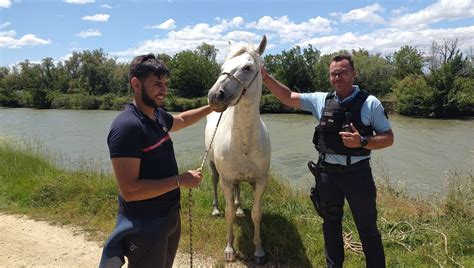 Gard Les Pompiers Et Les Gendarmes Sauvent Un Cheval Tomb Dans Un Canal