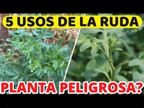 La Planta Ruda Es De Interior O Exterior Electricidad Pedreras