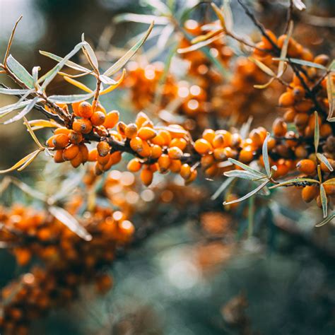 Love Organic Sea Buckthorn Seed Oil 30ml Byron Bay Love Oils