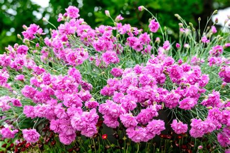 Fundo Flores Cor De Rosa Frescas Do Craveiro Dianthus Caryophyllus