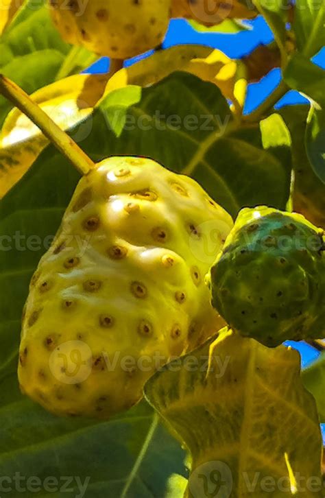 Fruta De Noni Morinda Citrifolia Con Flores Populares Entre Las