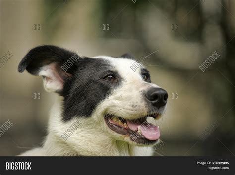 White Dog Black Spots Image & Photo (Free Trial) | Bigstock