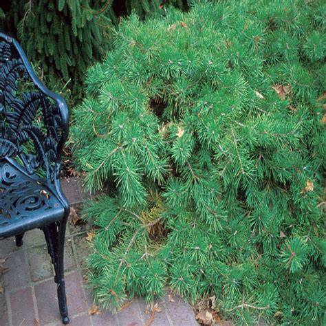 Pinus Sylvestris Hillside Creeper Scots Pine Siteone