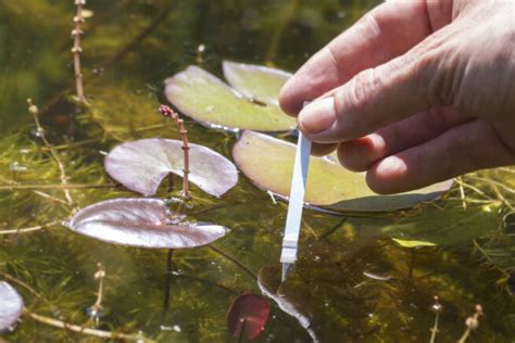 Natron gegen Algen im Teich Eine effektive Lösung