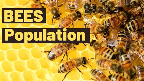 Why Is The Bee Population Declining What Is Causing The Bees To