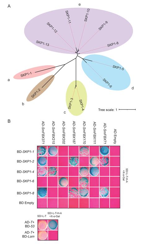 Ijms Free Full Text Genome Wide Analysis And Characterization Of