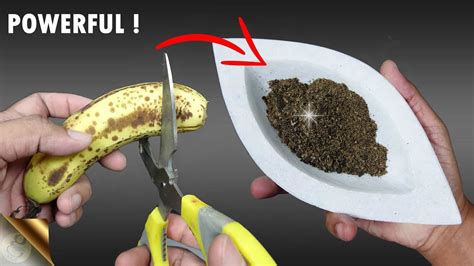 Easy And Free Fertilizer For Any Plants Banana Peel 60 Off