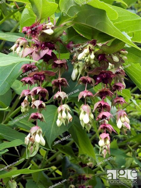 LEYCESTERIA FORMOSA HIMALAYAN HONEYSUCKLE DECIDUOUS SHRUB Stock Photo