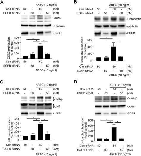 Epidermal Growth Factor Receptor Egfr Mediates Amphiregulin