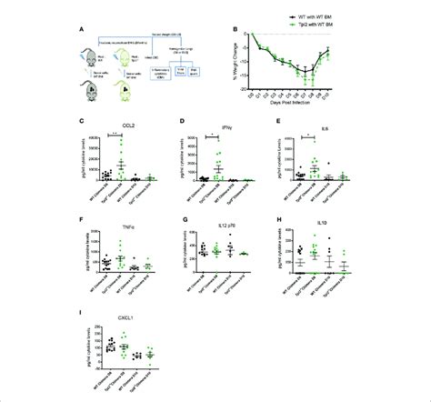 Tpl2 Ablation In The Radioresistant Cells Allows For An Initial