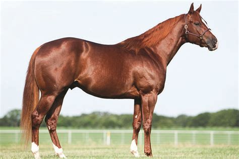 Feature Attraction - One very red sorrel quarter horse stallion ...