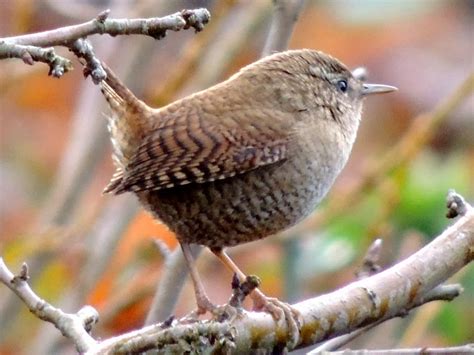 T L Charger Les Oiseaux De Nos Jardins Aper U Businesssms