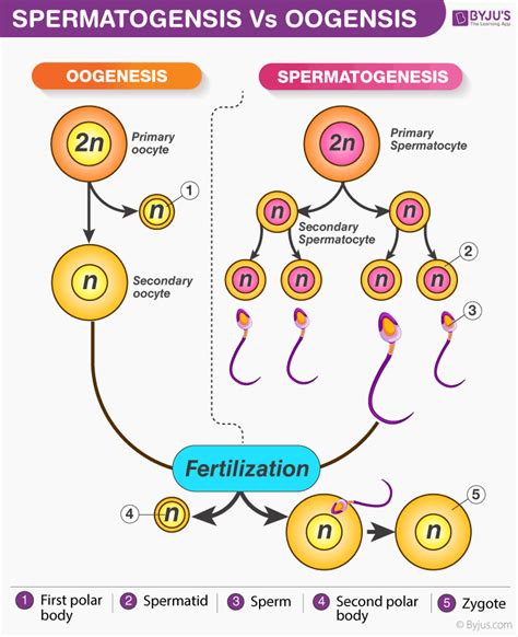 Flow Chart Of Spermatogenesis Gametogenesis Spermatogenesis Oogenesis