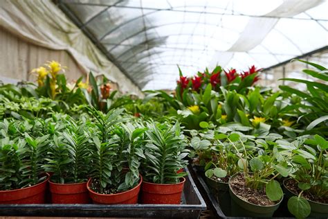 House Plant Wholesale — PPC International | Plant Products Company