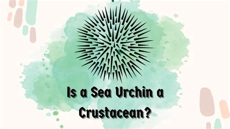 How Does Temperature Affect Sea Urchins Major Impacts