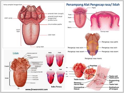 Bagian Bagian Dan Fungsi Lidah Pada Manusia Jenisajatitik