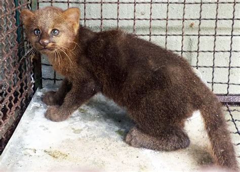 Gato Mourisco No Rio Grande Do Sul E No Brasil Mundo Ecologia