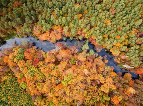 Top Down View of Autumn Forest and River in Poland Stock Image - Image of yellow, outdoor: 260646519