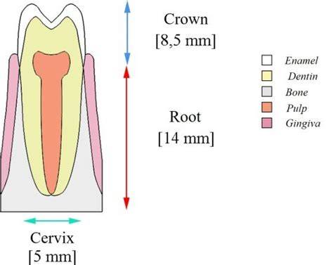 Bicuspid Teeth Everything You Need To Know Web Dmd