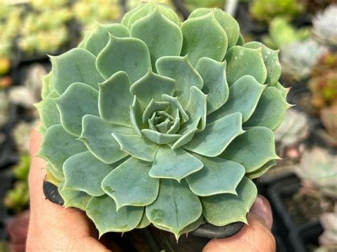 Echeveria Secunda Comprar Em Suculindas Da Ioi