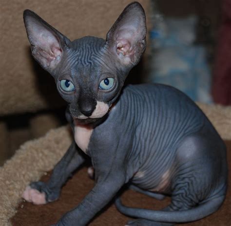 Why Sphynx Cat Hairless