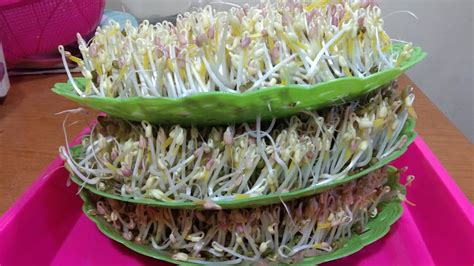 How To Grow Bean Sprouts At Home Is Very Easy Youtube