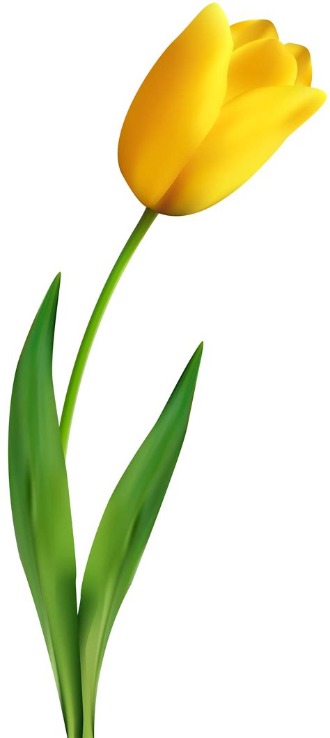 Tulip Flower Yellow Clip art - tulip material png download - 3574*8000 ...