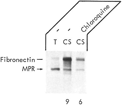 Cell Surface Associated MPR Fibroblasts That Had Been Labeled For 16 H