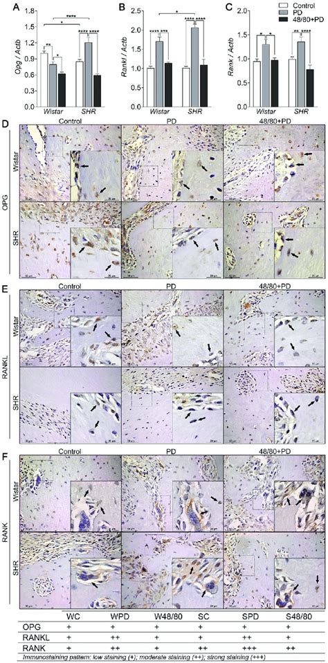 Opg Rankl And Rank Axis In Mandibles Of Wistar And SHR With PD