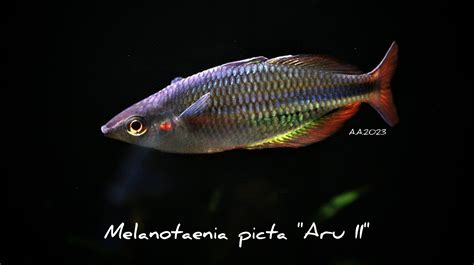 Melanotaenia Picta Sp Aru Ii Moonlightaquatics