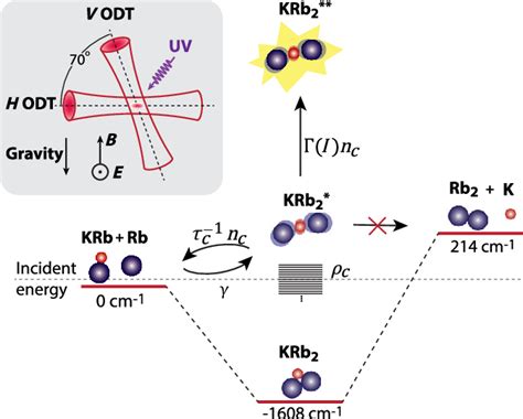 Ultracold Atom Molecule Collisions In An Optical Dipole Trap Odt