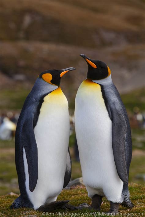 King Penguins | Antarctica | Photos by Ron Niebrugge