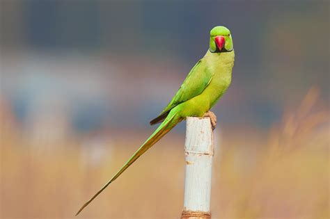 Parrot Wallpapers - Wallpaper Cave