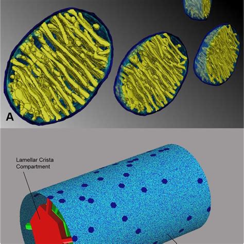 Diffusion in the inner membrane having tubular cristae. Relative ...