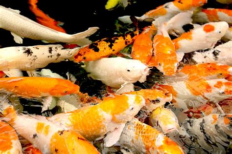 Japanese Koi Fish Pond Wallpaper