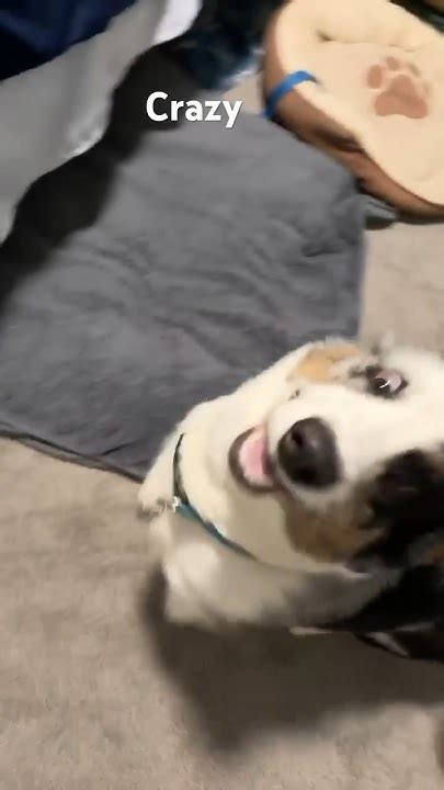 Most Hyper Corgi Ever Youtube