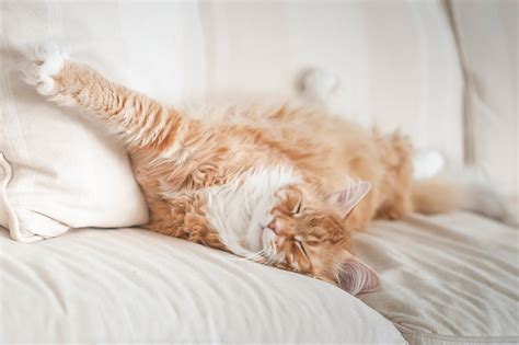 Download Sleeping Cat Animal Maine Coon Hd Wallpaper