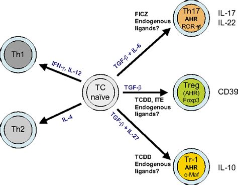 How T Cells Take Developmental Decisions By Using The Aryl Hydrocarbon