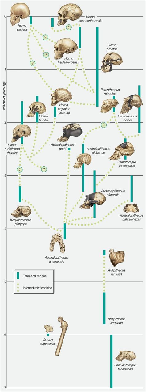 Humans And Neanderthals Had Sex But Was It For Love Vox