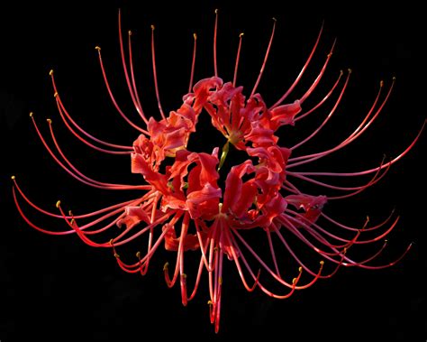 Red Spider Lily Wallpapers Wallpaper Cave