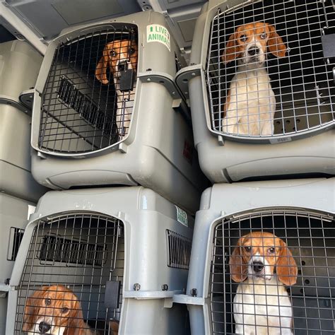 How Long Do Beagles Live In Human Years