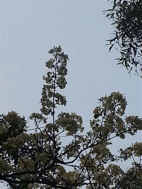 Sky N Tree Nature Sky Tree