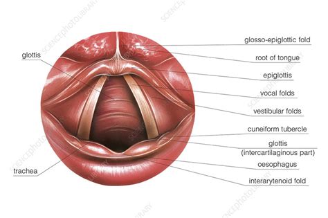 Vestibular Fold