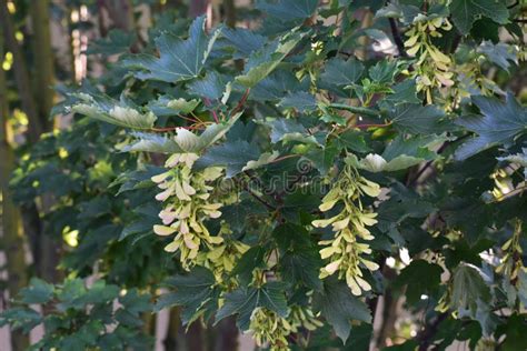 Ramas Con Las Semillas Del árbol De Acer Pseudoplatanus Foto de archivo