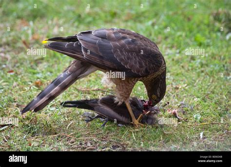 Female sparrowhawk eating blackbird prey in garden UK Stock Photo, Royalty Free Image: 25343539 ...