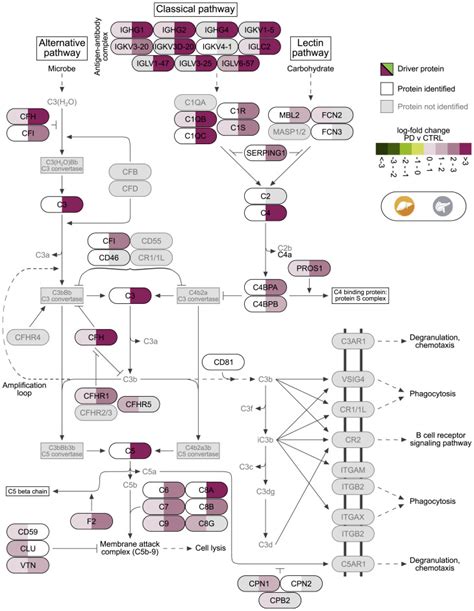 Organ Specific Metabolic Pathways Distinguish Prediabetes Type