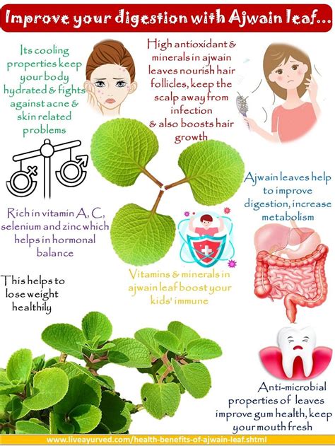 Ajwain Leaves Health Benefits